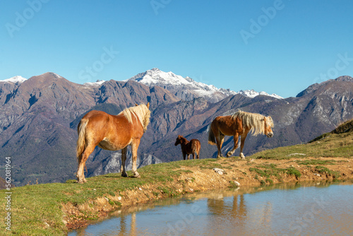 a herd of horses grazing near a mountain lake