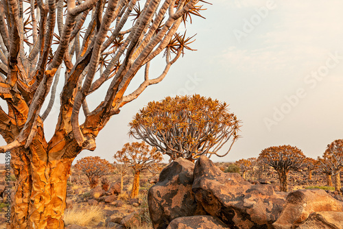 Quiver trees or aloe dichotoma in quiver forest . Kitmanshoop, Namibia. Africa photo