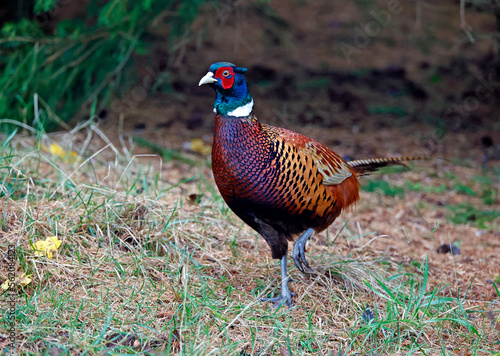 Male pheasant foraging for food in the undergrowth