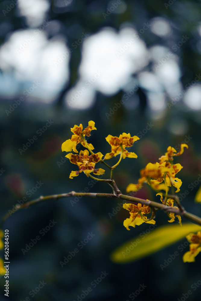 arachnis orchids jaune arachnis orchids jaune