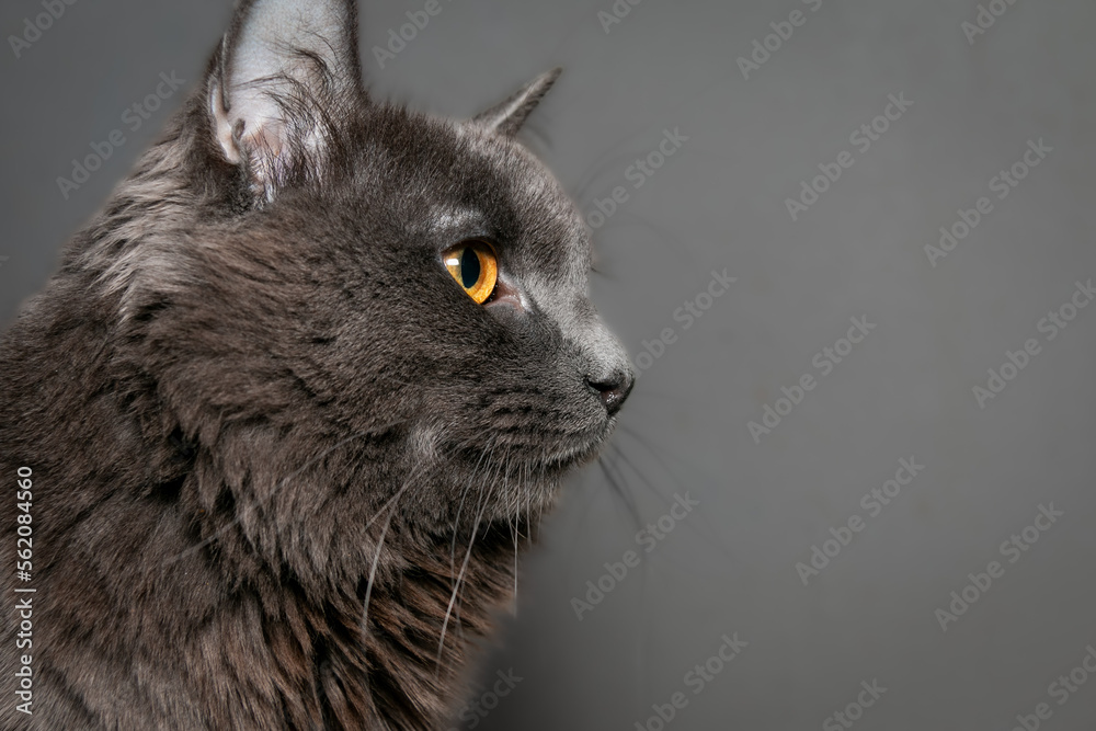 The Nibelung is a beautiful cat of a rare breed with beautiful blue fur and pronounced orange eyes. Close-up.