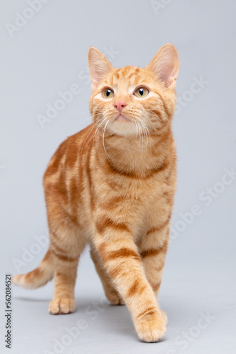 Katze rot, tabby, getigert, Freisteller © Jana Weichelt