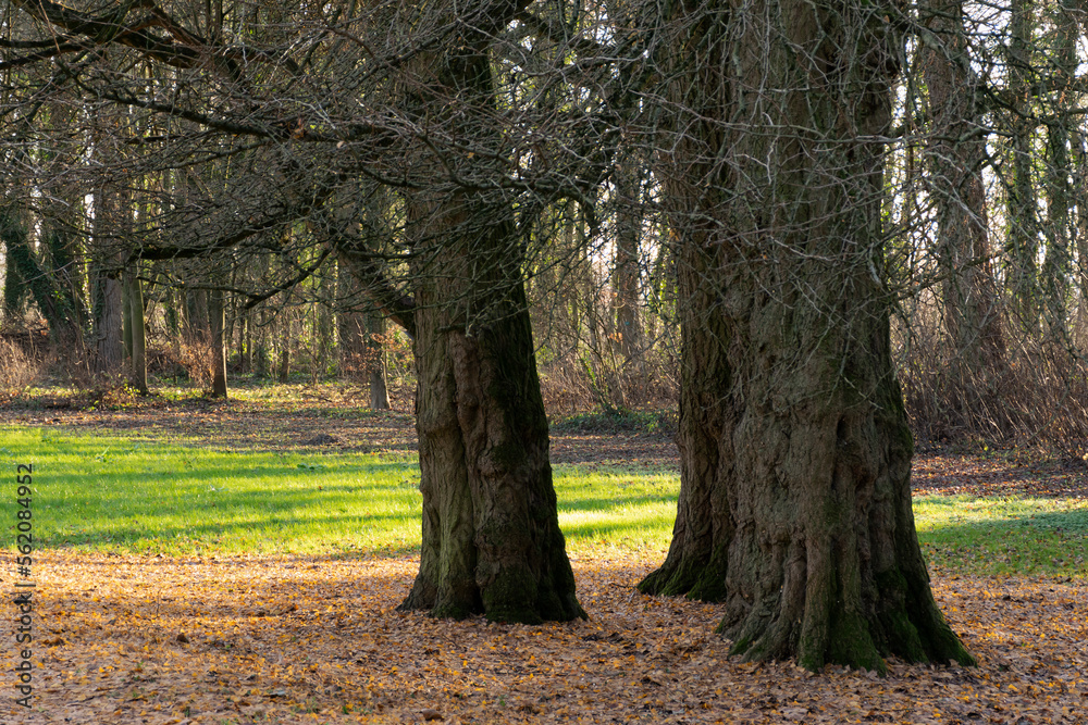 tree in a park  trees trunks autumn