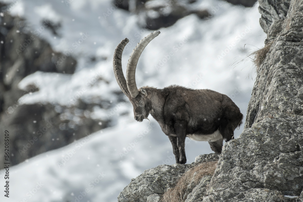 A male alpine ibex (Capra ibex) sleeps standing on a rock at the edge of a ravine against snowy slopes in the background. Italian Alps, Piedmont. A male alpine ibex (Capra ibex) sleeps standing on a rock at the edge of a ravine against snowy slopes in the background. Italian Alps, Piedmont.