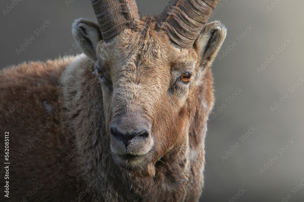 Close up of male alpine ibex or wild goat (Capra ibex) against bokeh background. Italian Alps, April.