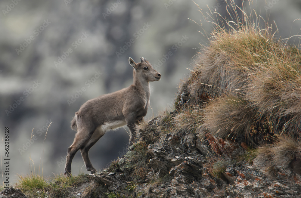 Young alpine ibex (Capra ibex) recently born walks on the ridge of a mountain with agility, shot in profile with bokeh background. Italian Alps