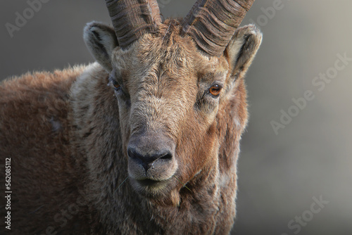Obraz na płótnie Close up of male alpine ibex or wild goat (Capra ibex) against bokeh background. Italian Alps, April. w salonie