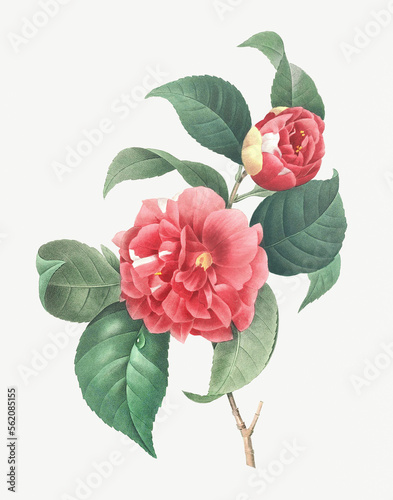 Antique flower illustrations .   Vintage flower illustration for wall art.   Botanical Illustrations by  Pierre Joseph Redout    1833    Digitally enhaced by me  Copyright has expired on this artwork.