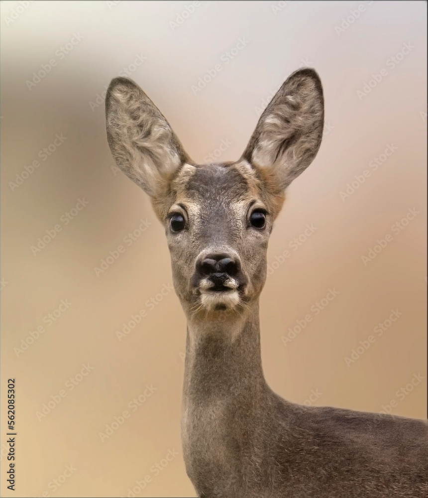 Close up of an young female European roe deer (Capreolus capreolus) with summer fur in alert, looking at camera, against soft brown bokeh, Italian Alps, Monviso natural Park.