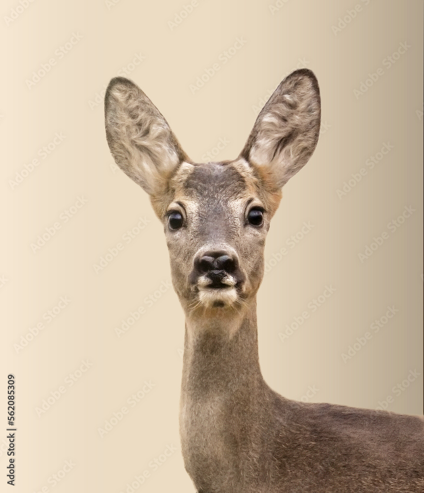 Close up of an wild young female roe deer (Capreolus capreolus) with summer fur in alert, looking at camera, against soft brown bokeh, Italian Alps, Monviso natural Park. Cute animals