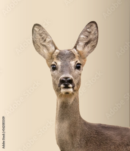 Obraz na płótnie Close up of an wild young female roe deer (Capreolus capreolus) with summer fur in alert, looking at camera, against soft brown bokeh, Italian Alps, Monviso natural Park. Cute animals w salonie