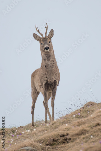 Obraz na płótnie Male roe deer (roebuck - Capreolus capreolus) standing on a dry alpine grassland agaist grey sky, Alps mountains, Italy. w salonie
