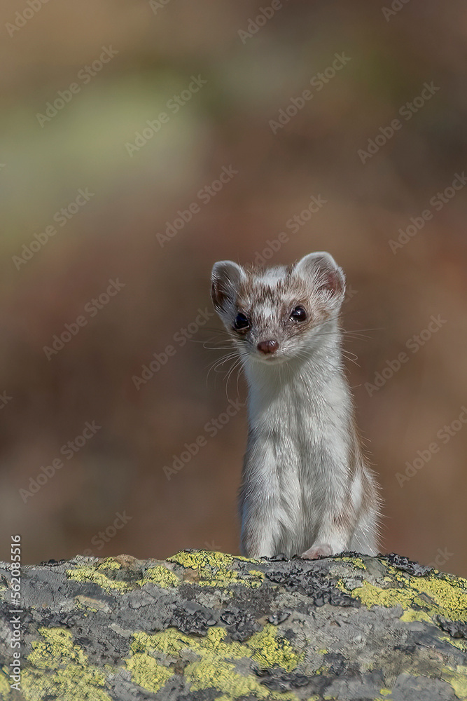 Close up of ermine or stoat (Mustela erminea) in white fur with front paws on a rock and curious gaze against soft bokeh, italian alps