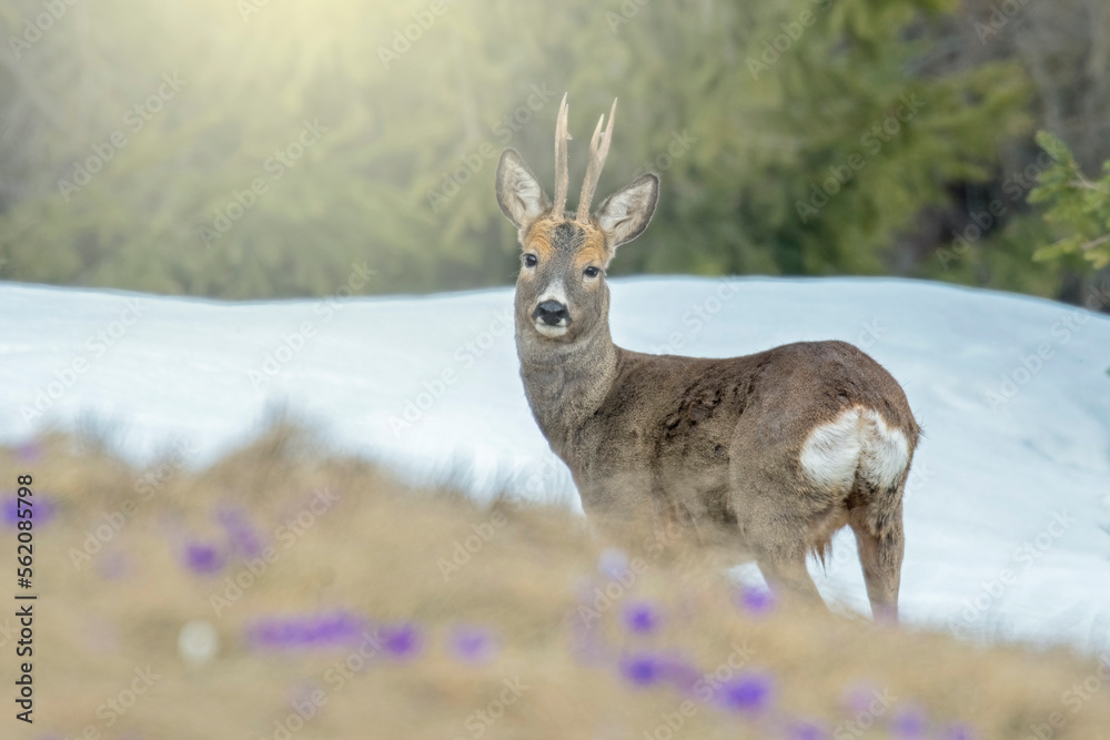 Male roe deer (Capreolus capreolus) stands on a winter alpine grassland strewn with beautiful blue flowers (crocus vernus) and forest in the background. Piedmont alps, Italy.