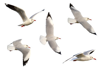 Beautiful seagulls flying isolated on transparent background png file