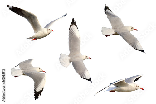 Beautiful seagulls flying isolated on transparent background png file