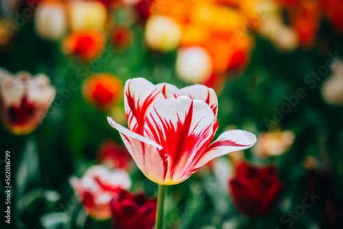 Beautiful tulips flower in floral field in spring photo