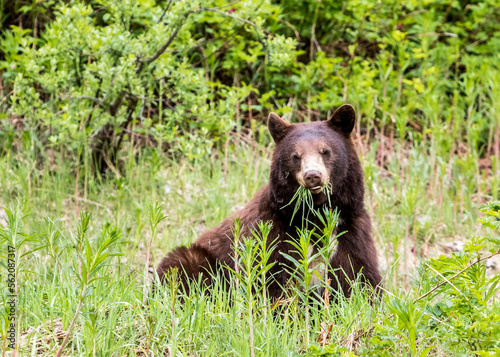 American black bear (Ursus americanus) eating grass, Callaghan Valley, Whistler, British Columbia, Canada photo