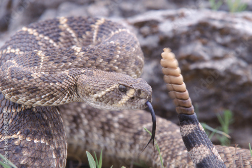 A rattlesnake coils near a rocky outcrop, Oklahoma, USA.