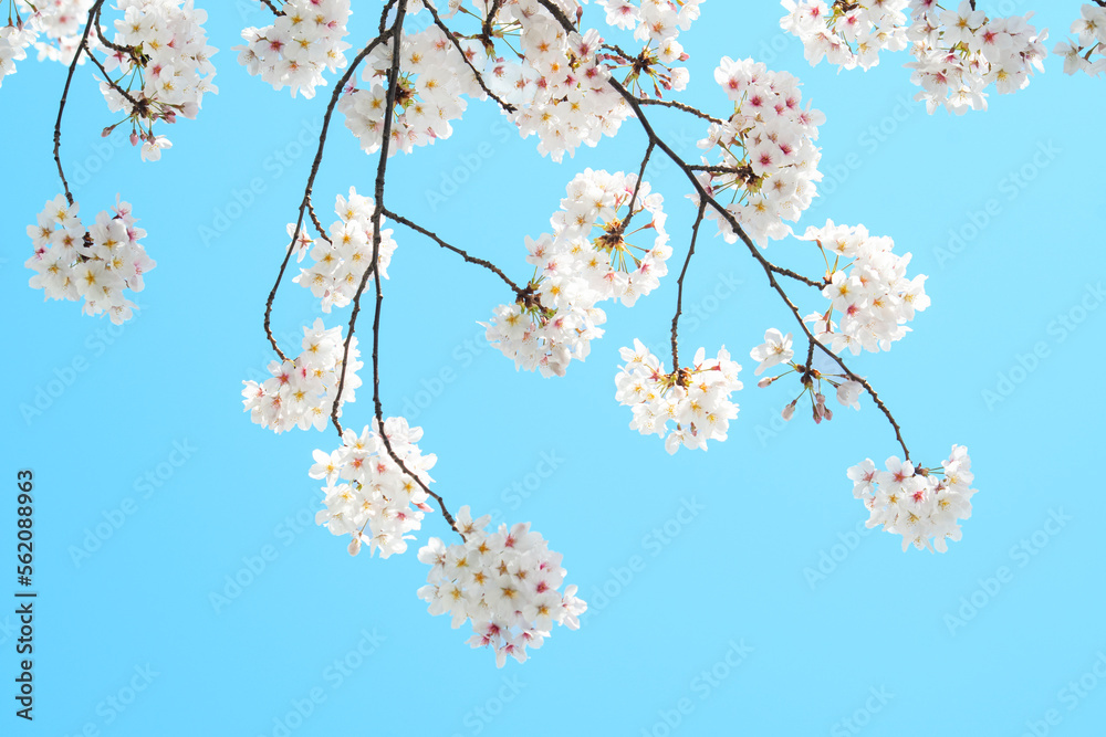 벚꽃과 하늘 벚꽃과 하늘