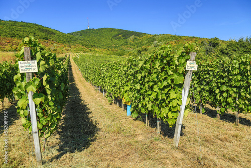 Szarvas vineyard on the Tokaj Hill photo