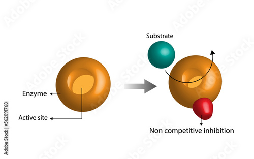 Noncompetitive enzyme inhibition, inhibitor binding to an allosteric site decreased enzyme efficacy.  a molecule binding to  a site other than the active site, an allosteric site. Vector illustration. © PH-HY