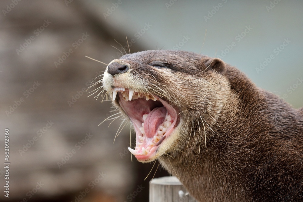 Obraz premium あくびをするコツメカワウソ