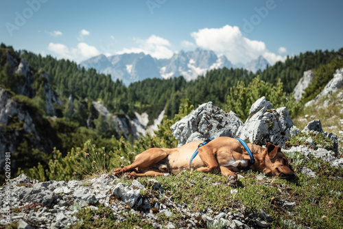 dog sleeping after a beautiful hike to mallestiger mittagskogel on the austrian Slovenian border with the Julian alps in the backdrop.