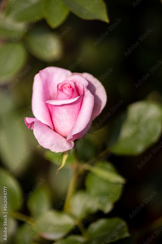Close up,beautiful rose on blur background. Isolated image of bright rose on blurred background. Roses bloom in the country garden. freshness, space for text, flowers queen of love, valentine symbol. Close up,beautiful rose on blur background. Isolated image of bright rose on blurred background. Roses bloom in the country garden. freshness, space for text, flowers queen of love, valentine symbol.
