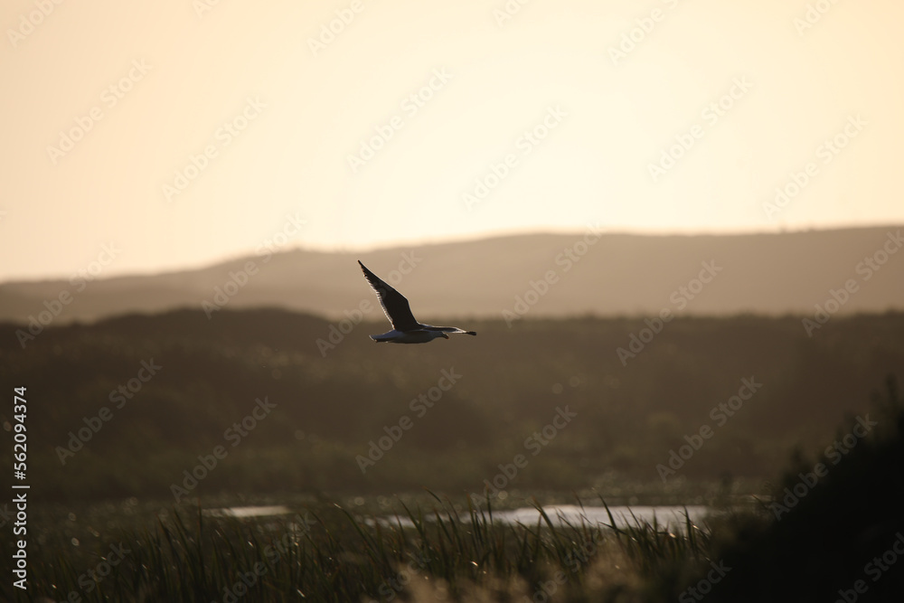 Fototapeta premium Seagull Mid-Air