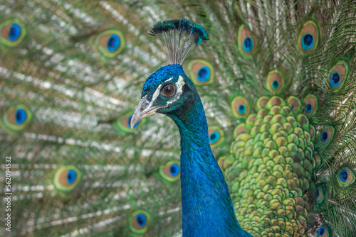 Portrait of a male Indian peafowl (Pavo cristatus) in courtship display in a park.
