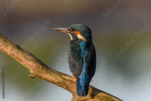 Kingfisher perched on a reed above a pond in spring. © bios48