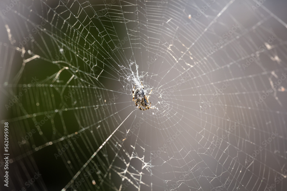 Naklejka premium Spider seen on a hiking trip in the Julian alps.