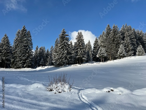 Picturesque canopies of alpine trees in a typical winter atmosphere after the winter snowfall over the Lake Walen or Lake Walenstadt (Walensee) and in the Swiss Alps, Amden - Switzerland / Schweiz