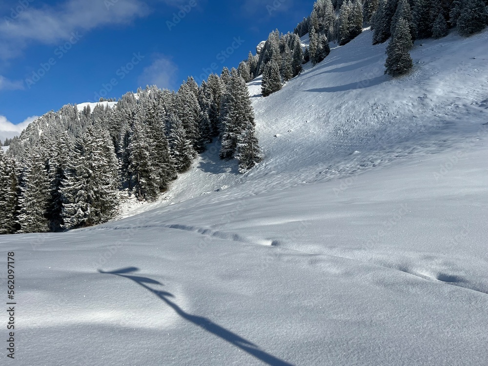 Obraz premium Picturesque canopies of alpine trees in a typical winter atmosphere after the winter snowfall over the Lake Walen or Lake Walenstadt (Walensee) and in the Swiss Alps, Amden - Switzerland / Schweiz