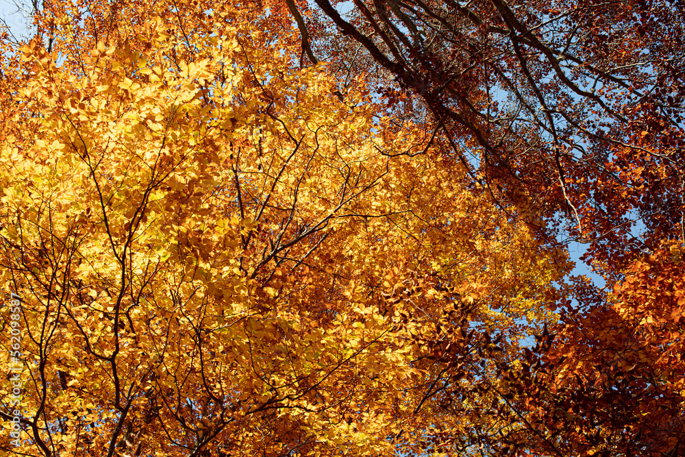 Beech tree from below looking into the bright yellow and orange canopy. Beech tree from below looking into the bright yellow and orange canopy.