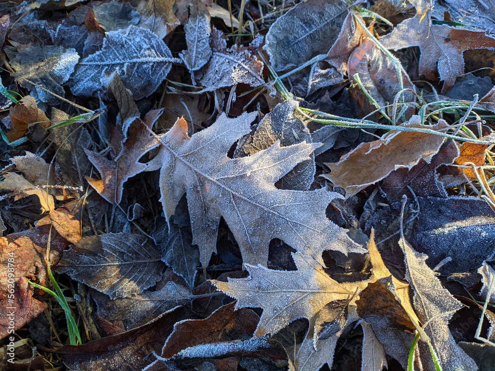 a red oak leaf covered with ice crystals