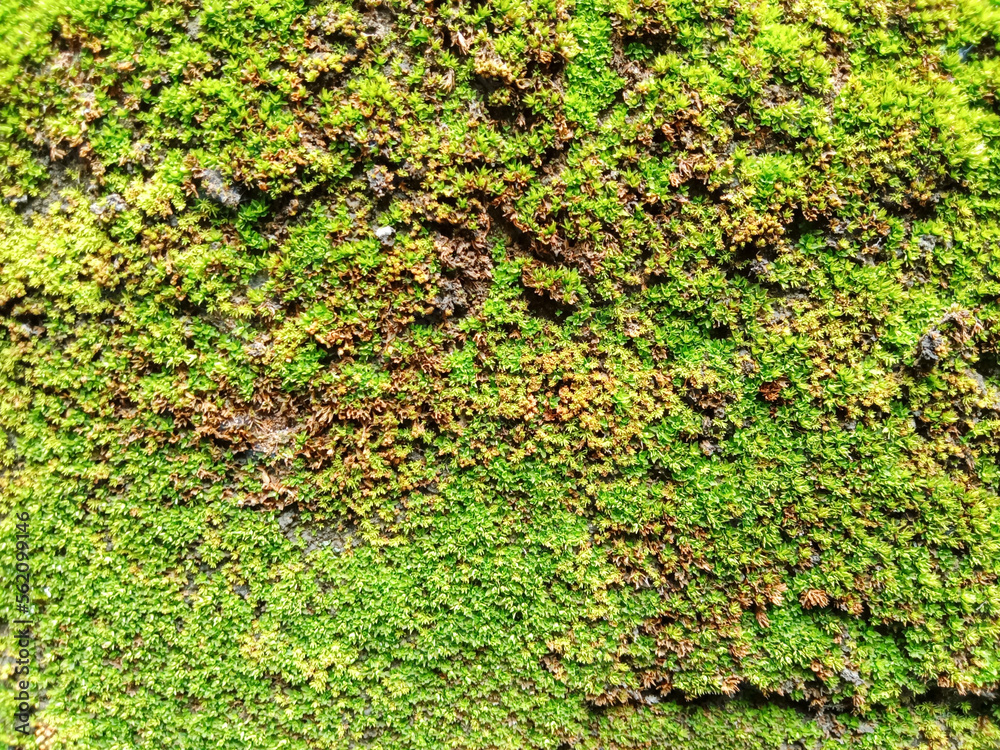 green moss background green moss background