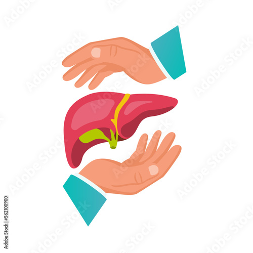 Liver protection. Safety human. The doctor's hands protect the human liver. The concept of maintaining health. Vector illustration flat design. Isolated on white background.