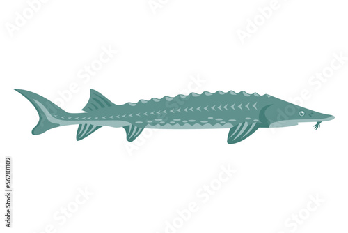 Sturgeon. Fish isolated on white background. Vector illustration flat design.