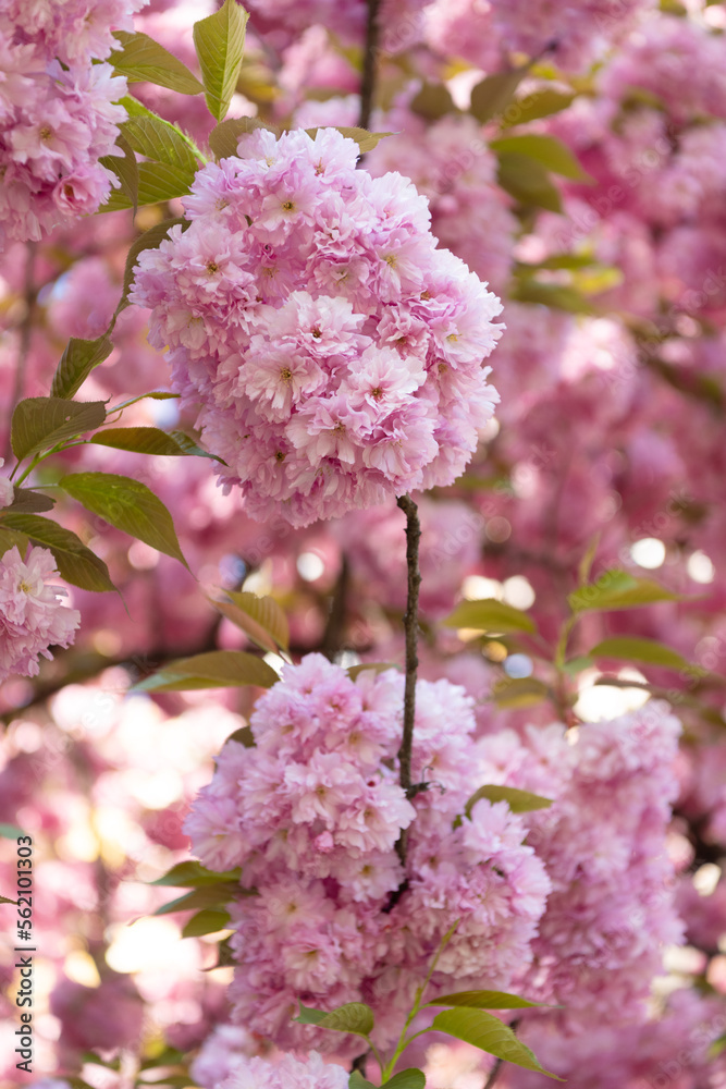 pink japanese cherry flower on blossoming spring tree