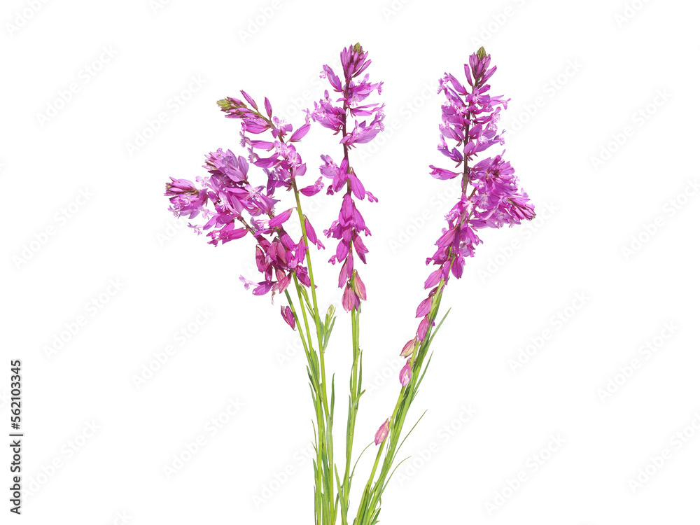 Obraz premium Pink purple flowers of Great Milkwort isolated on white 