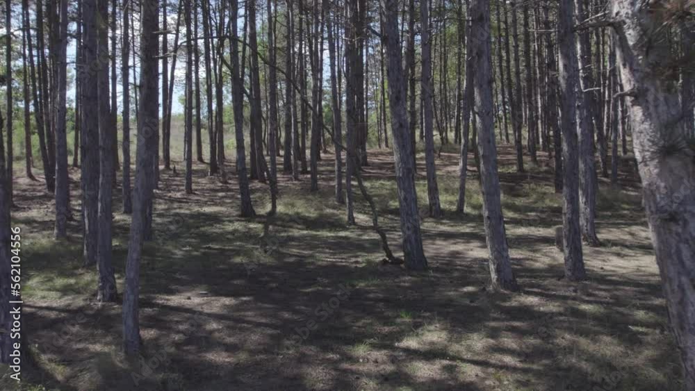 FPV drone flight low and maneuverable through an forest at sunset FPV drone flight low and maneuverable through an forest at sunset