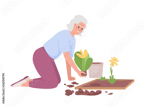 Elderly woman planting flower beds in garden semi flat color vector character. Editable figure. Full body person on white. Simple cartoon style illustration for web graphic design and animation