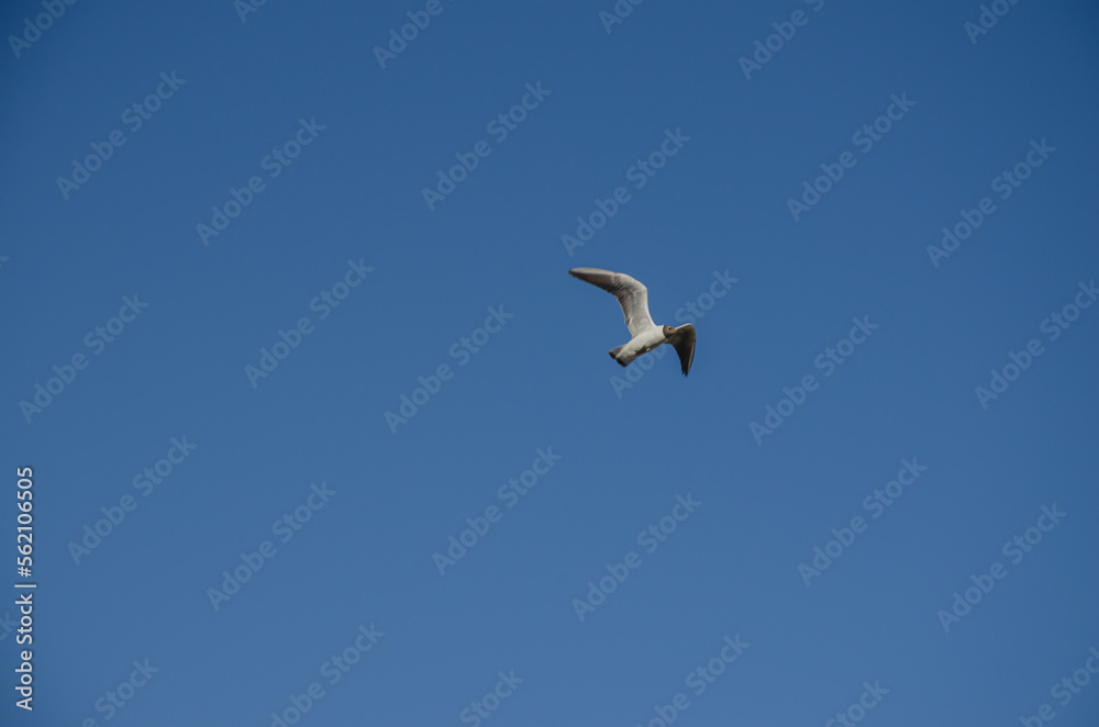 a seagull in the sky. The background of the sky is blue with a bird