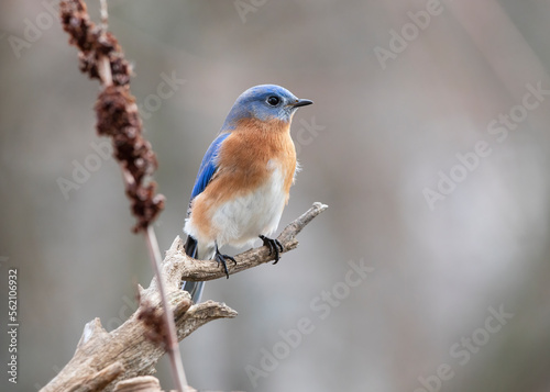 bluebird on branch