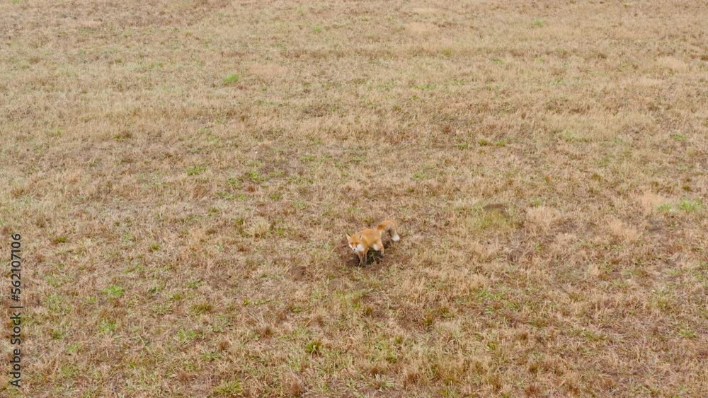 Fox sniffs out rodents in the ground on a field and pees, mark territory, autumn Fox sniffs out rodents in the ground on a field and pees, mark territory, autumn