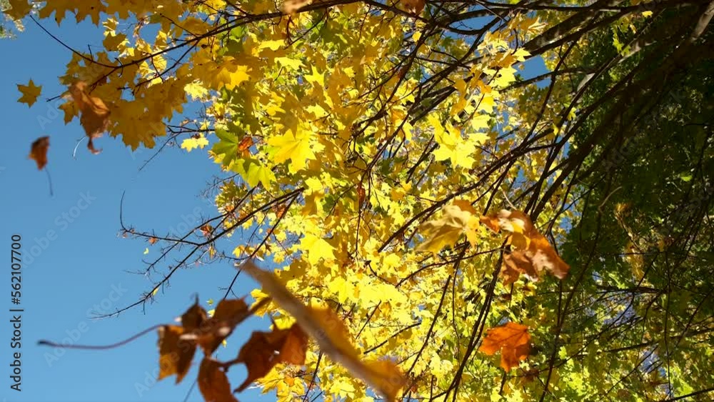 Autumn tree with yellow leaves. Selective focus. Autumn tree with yellow leaves. Selective focus.