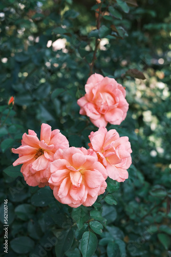 日本花 薔薇