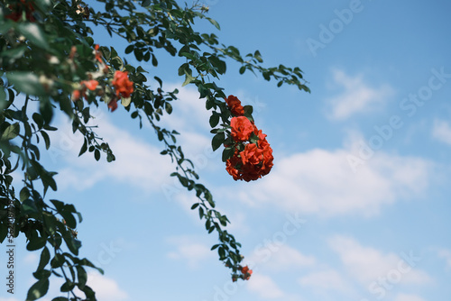 日本風景薔薇